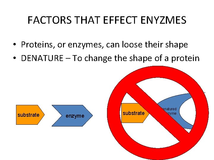 FACTORS THAT EFFECT ENYZMES • Proteins, or enzymes, can loose their shape • DENATURE