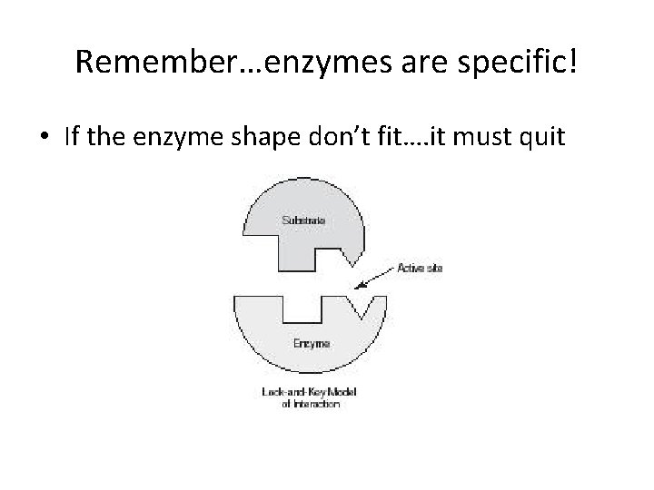 Remember…enzymes are specific! • If the enzyme shape don’t fit…. it must quit 