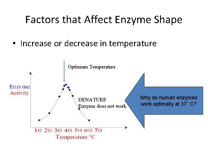 Factors that Affect Enzyme Shape • Increase or decrease in temperature Optimum Temperature DENATURE
