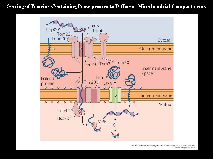 Sorting of Proteins Containing Presequences to Different Mitochondrial Compartments 