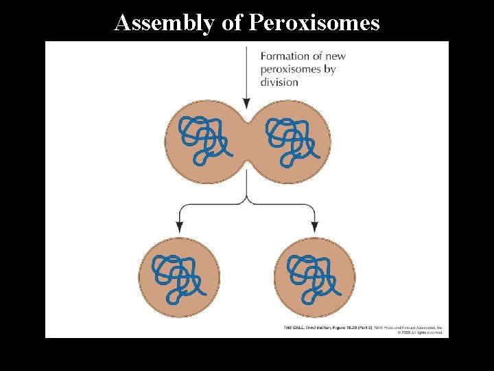 Assembly of Peroxisomes 