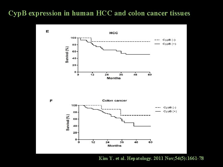 Cyp. B expression in human HCC and colon cancer tissues Kim Y. et al.