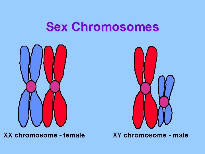 Sex Chromosomes XX chromosome - female XY chromosome - male Sex Chromosomes XX chromosome - female XY chromosome - male
