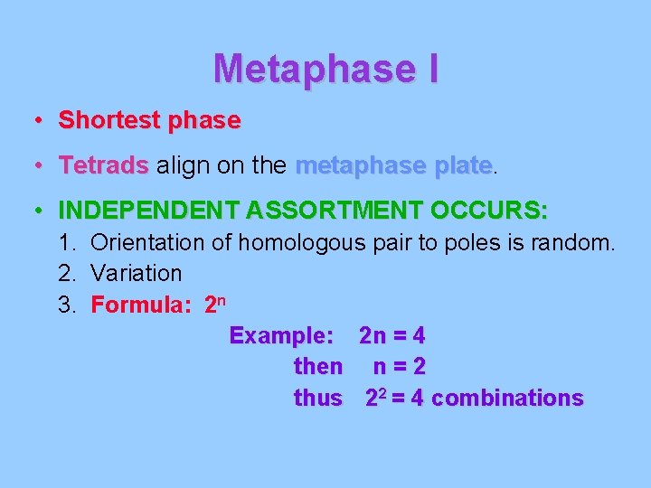 Metaphase I • Shortest phase • Tetrads align on the metaphase plate • INDEPENDENT Metaphase I • Shortest phase • Tetrads align on the metaphase plate • INDEPENDENT