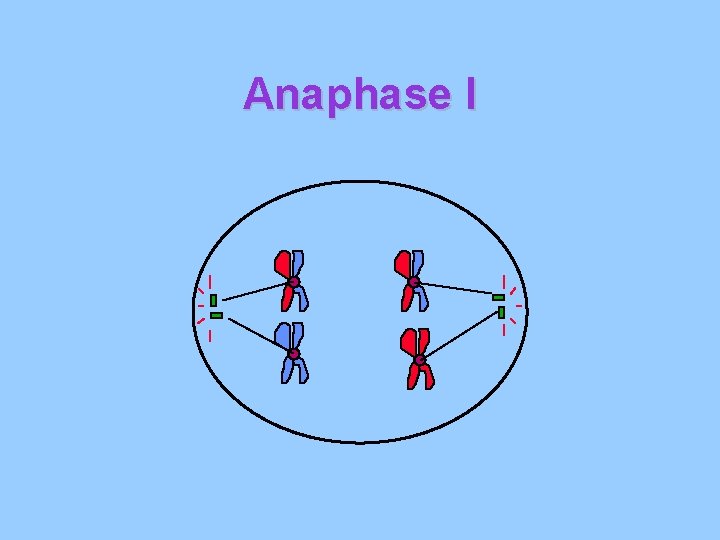 Anaphase I Anaphase I