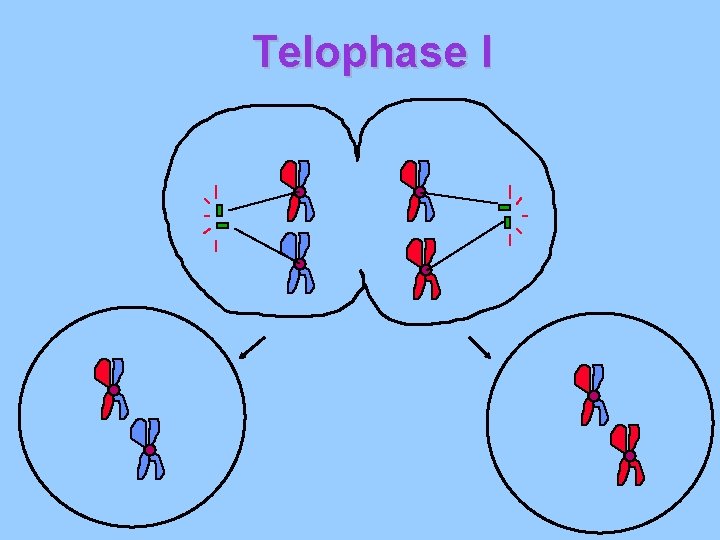 Telophase I Telophase I