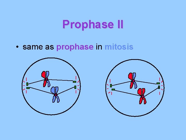 Prophase II • same as prophase in mitosis Prophase II • same as prophase in mitosis