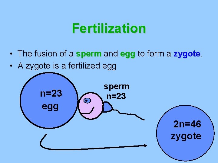 Fertilization • The fusion of a sperm and egg to form a zygote • Fertilization • The fusion of a sperm and egg to form a zygote •
