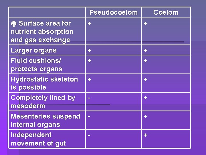 Pseudocoelom Surface area for nutrient absorption and gas exchange Larger organs Fluid cushions/ protects