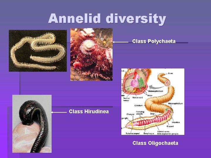 Annelid diversity Class Polychaeta Class Hirudinea Class Oligochaeta 