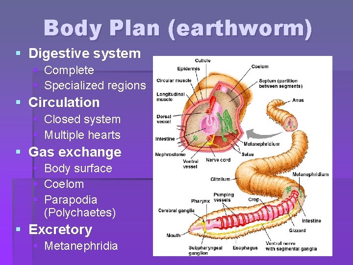 Body Plan (earthworm) § Digestive system § Complete § Specialized regions § Circulation §