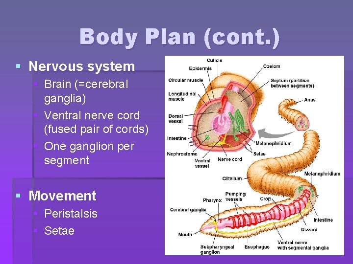 Body Plan (cont. ) § Nervous system § Brain (=cerebral ganglia) § Ventral nerve