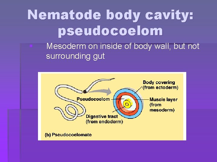 Nematode body cavity: pseudocoelom § Mesoderm on inside of body wall, but not surrounding