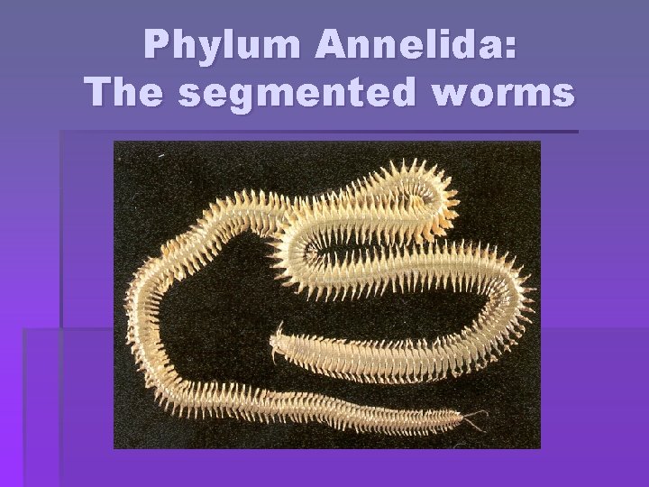 Phylum Annelida: The segmented worms 