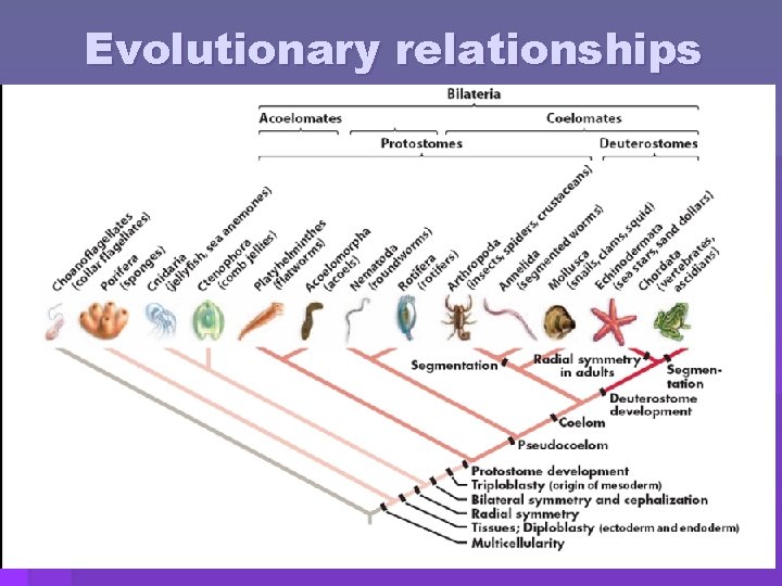 Evolutionary relationships 