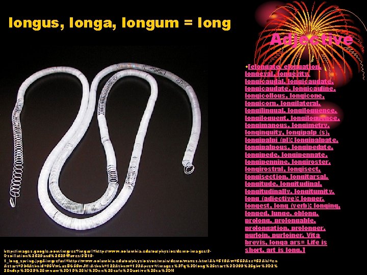 longus, longa, longum = long Adjective • [elongate, elongation, longeval, longevity, longicaudal, longicaudate, longicauline,