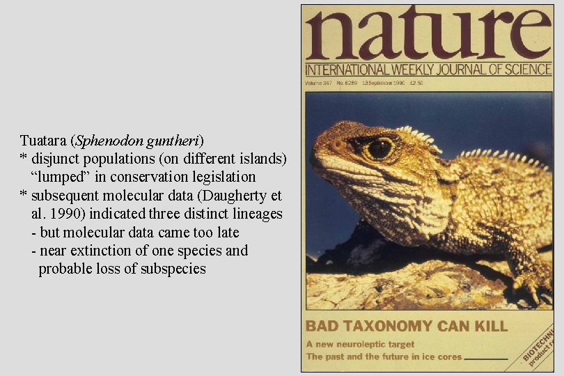 Tuatara (Sphenodon guntheri) * disjunct populations (on different islands) “lumped” in conservation legislation *