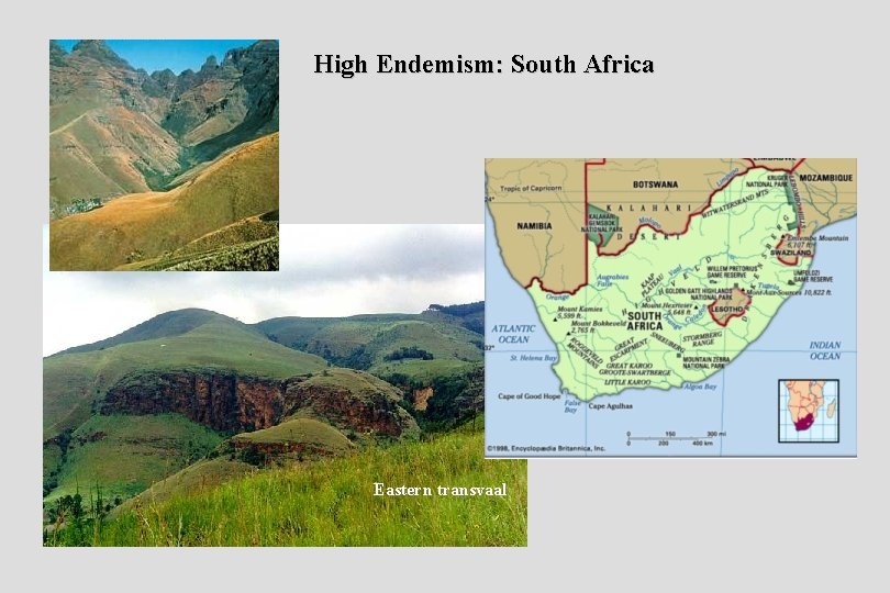High Endemism: South Africa Eastern transvaal 