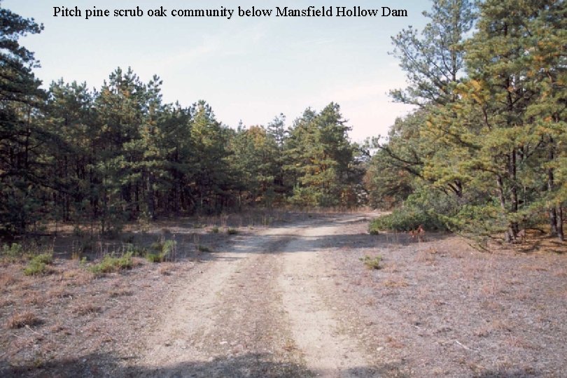 Pitch pine scrub oak community below Mansfield Hollow Dam 