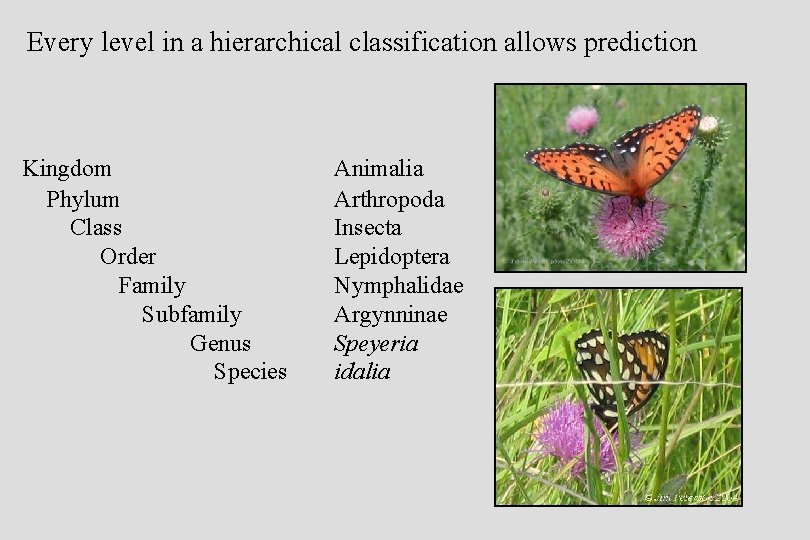 Every level in a hierarchical classification allows prediction Kingdom Phylum Class Order Family Subfamily