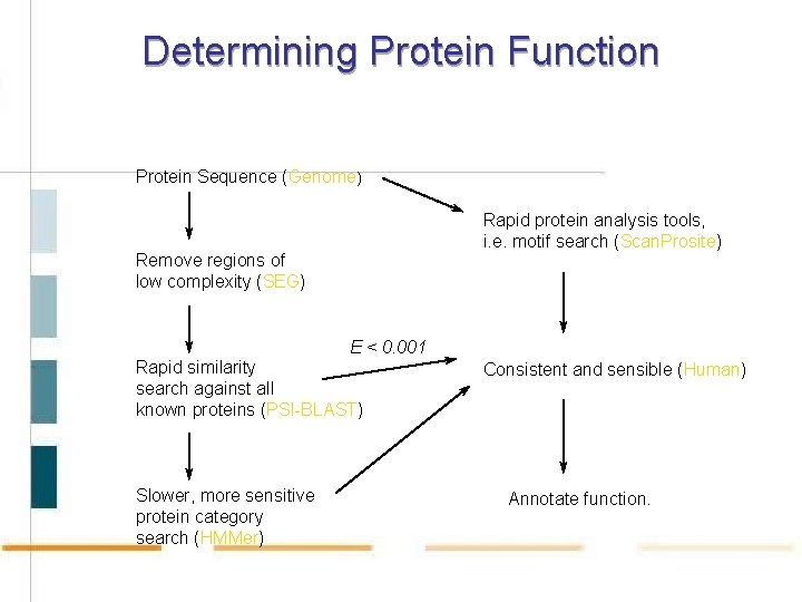 Determining Protein Function Protein Sequence (Genome) Rapid protein analysis tools, i. e. motif search