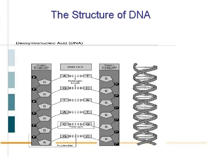 The Structure of DNA 