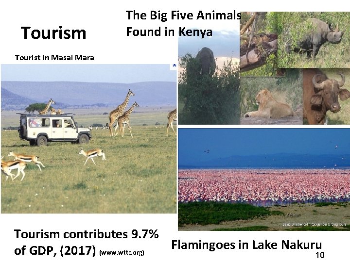 Tourism The Big Five Animals Found in Kenya Tourist in Masai Mara Tourism contributes
