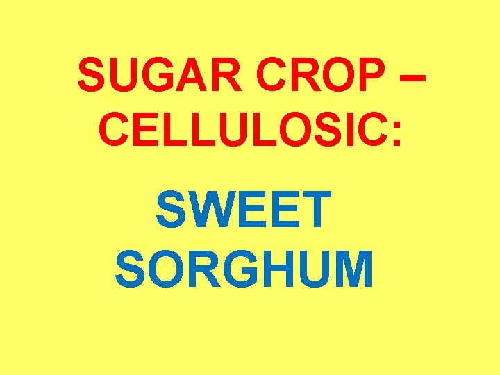 SUGAR CROP – CELLULOSIC: SWEET SORGHUM 