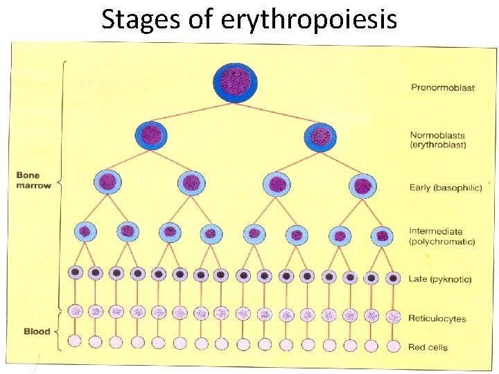 Stages of erythropoiesis 