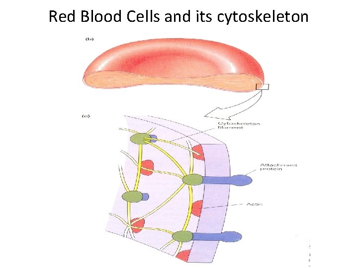 Red Blood Cells and its cytoskeleton 