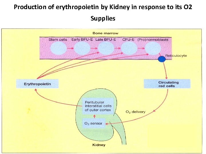 Production of erythropoietin by Kidney in response to its O 2 Supplies 