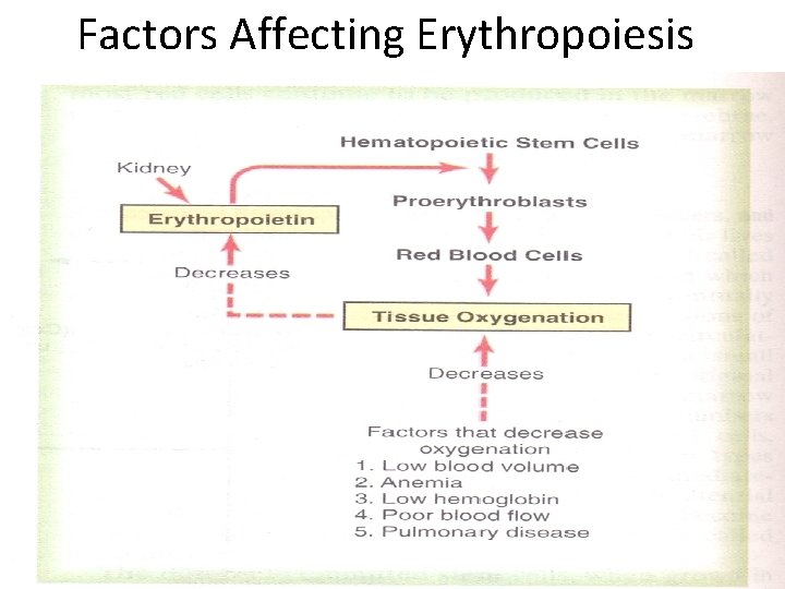 Factors Affecting Erythropoiesis 