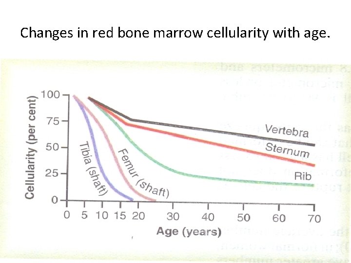 Changes in red bone marrow cellularity with age. 