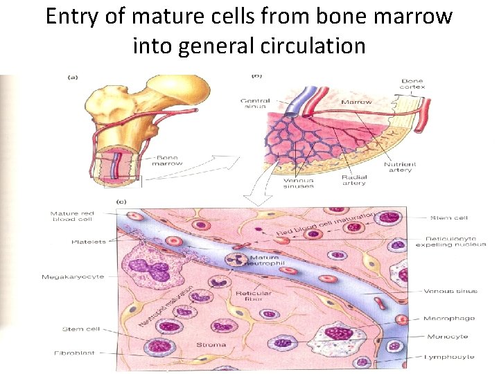 Entry of mature cells from bone marrow into general circulation 