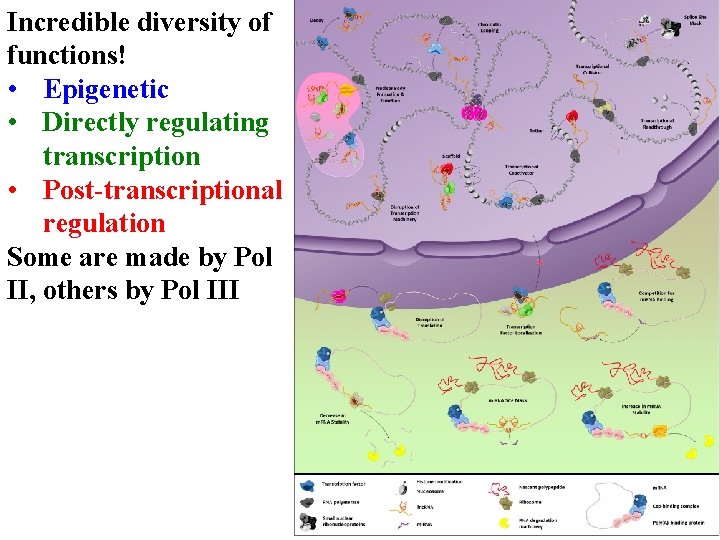 Incredible diversity of functions! • Epigenetic • Directly regulating transcription • Post-transcriptional regulation Some