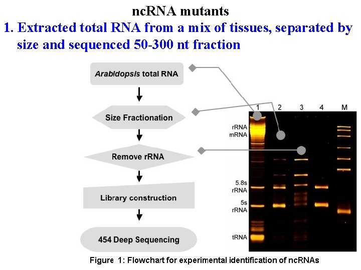 nc. RNA mutants 1. Extracted total RNA from a mix of tissues, separated by