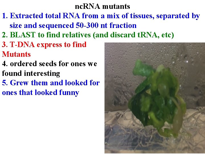 nc. RNA mutants 1. Extracted total RNA from a mix of tissues, separated by