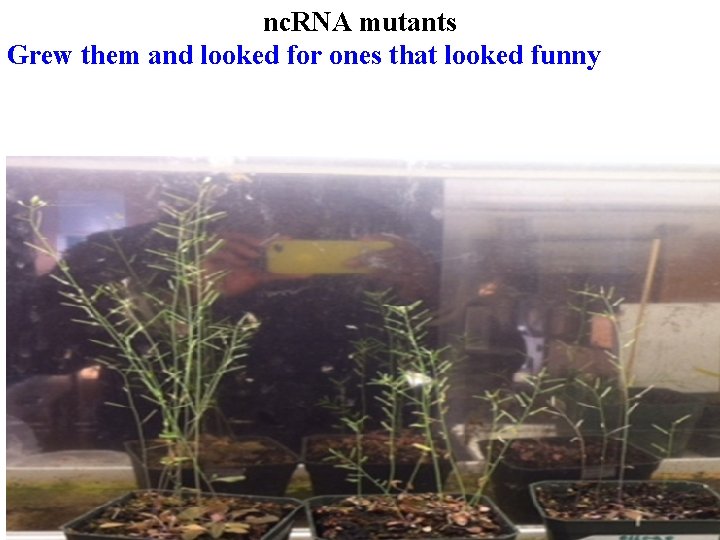 nc. RNA mutants Grew them and looked for ones that looked funny 