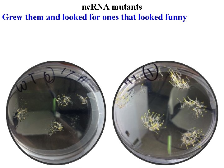 nc. RNA mutants Grew them and looked for ones that looked funny 