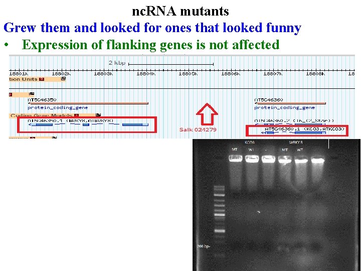 nc. RNA mutants Grew them and looked for ones that looked funny • Expression