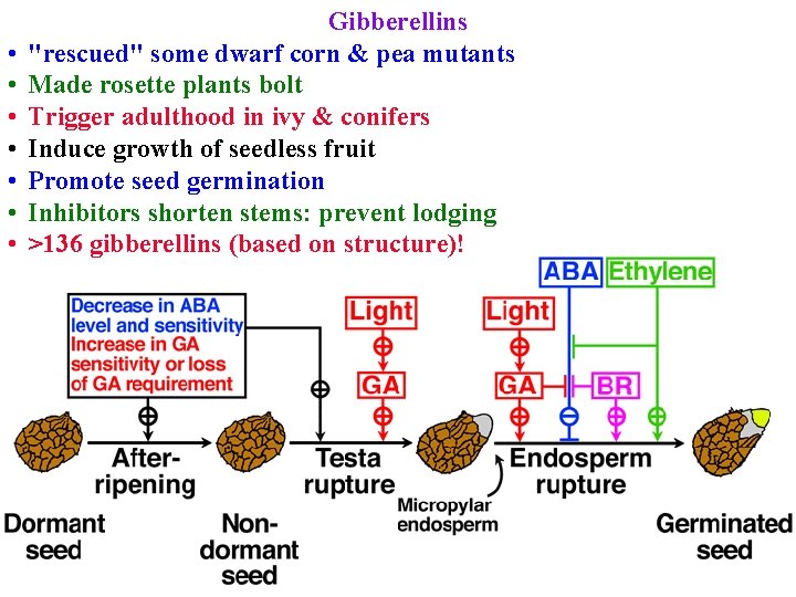  • • Gibberellins "rescued" some dwarf corn & pea mutants Made rosette plants