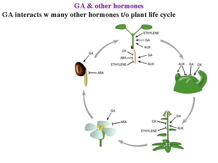 GA & other hormones GA interacts w many other hormones t/o plant life cycle