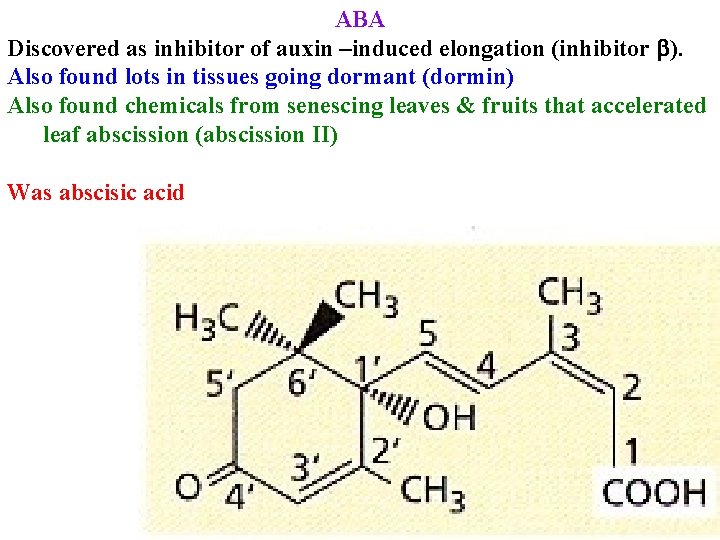 ABA Discovered as inhibitor of auxin –induced elongation (inhibitor b). Also found lots in