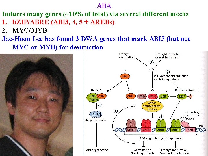 ABA Induces many genes (~10% of total) via several different mechs 1. b. ZIP/ABRE