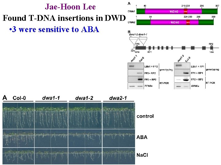 Jae-Hoon Lee Found T-DNA insertions in DWD • 3 were sensitive to ABA 