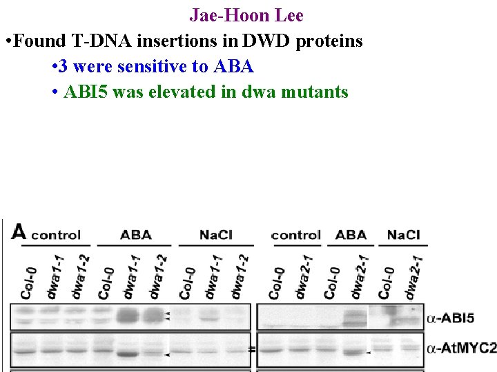 Jae-Hoon Lee • Found T-DNA insertions in DWD proteins • 3 were sensitive to