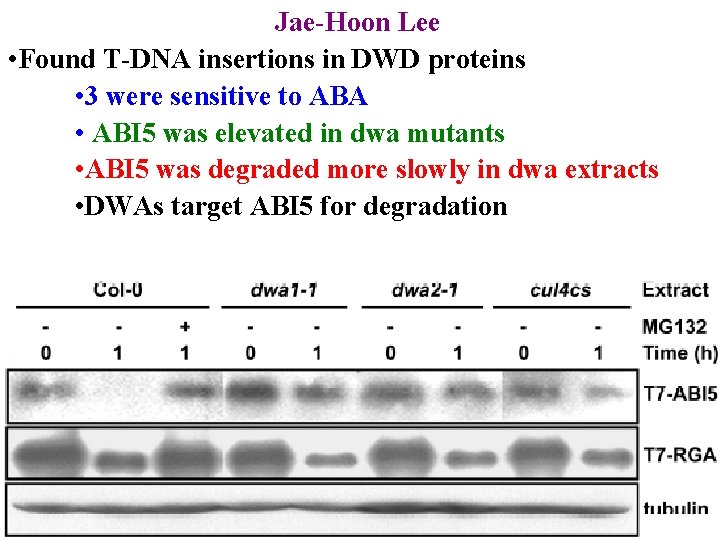 Jae-Hoon Lee • Found T-DNA insertions in DWD proteins • 3 were sensitive to