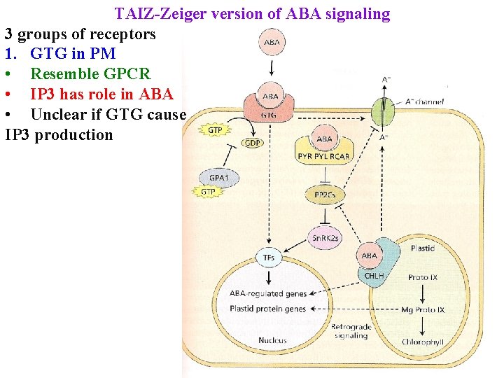 TAIZ-Zeiger version of ABA signaling 3 groups of receptors 1. GTG in PM •