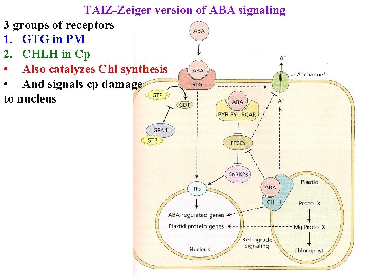 TAIZ-Zeiger version of ABA signaling 3 groups of receptors 1. GTG in PM 2.