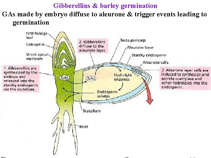 Gibberellins & barley germination GAs made by embryo diffuse to aleurone & trigger events
